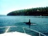 orca_under_our_boat_972.jpg