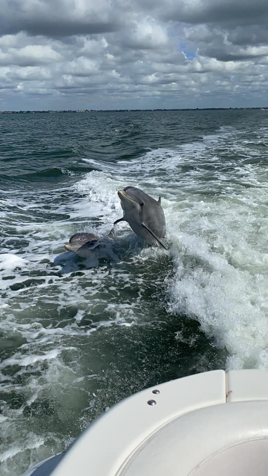 dolphins1.jpg
