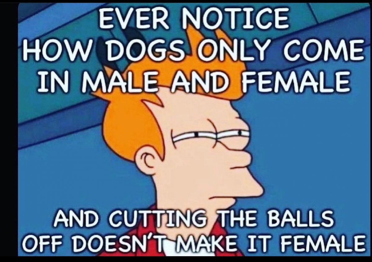 male female dogs.JPEG